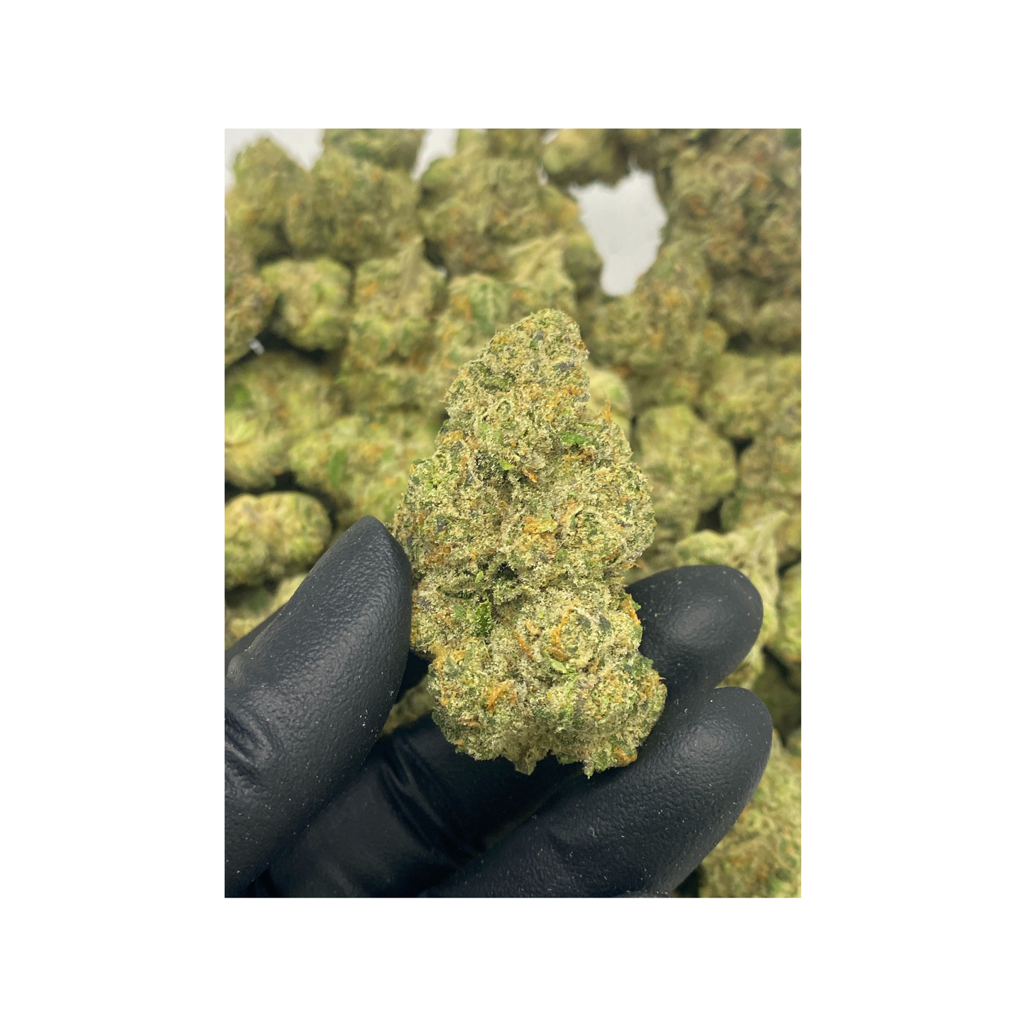 Sugar Cookies Hybrid|  Indoor THCa Flower